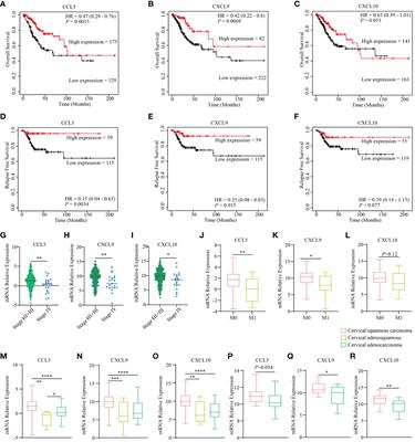 STING agonist inflames the cervical cancer immune microenvironment and overcomes anti-PD-1 therapy resistance